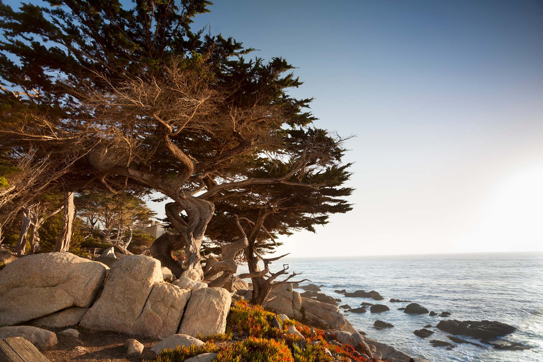 Coastal cypress tree along a rocky shoreline, representing the steadiness and longevity associated with reliable tax preparation and dedicated accountancy support.