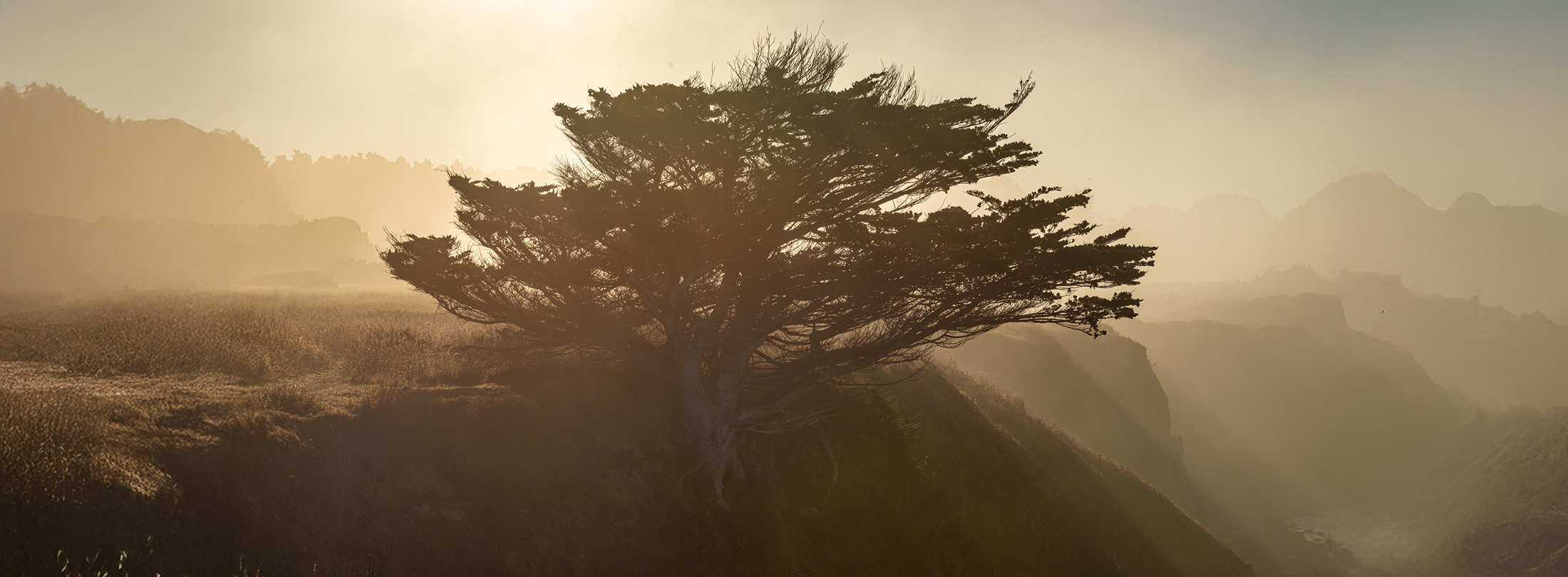 Silhouetted tree in a foggy coastal landscape, reflecting the steady, reliable foundation offered by thoughtful tax preparation and trusted accountancy support.