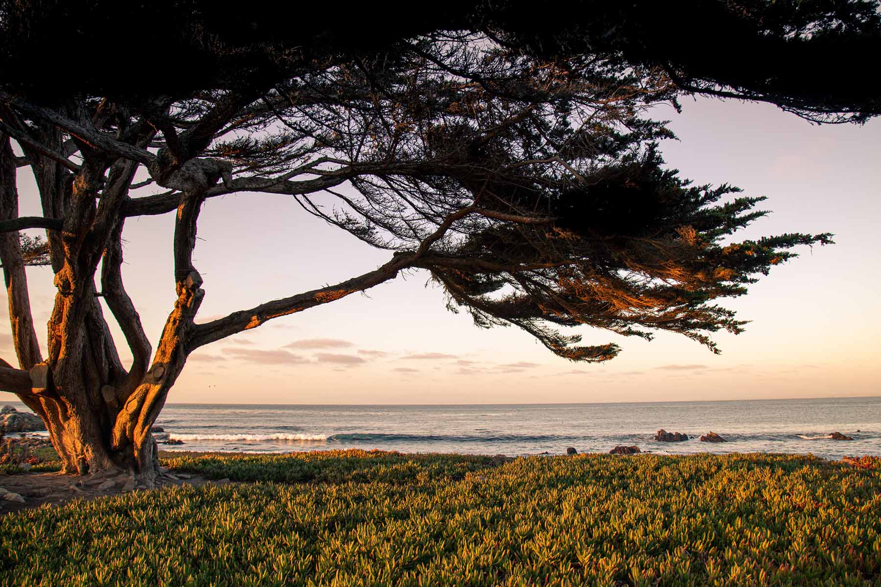 Wind-shaped coastal tree overlooking the ocean at sunset, symbolizing the steady, long-term support provided by reliable tax preparation and year-round accountancy care.